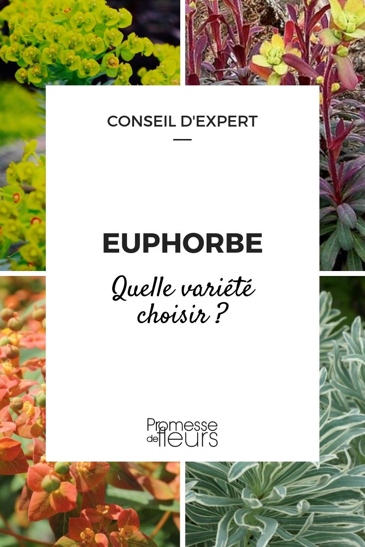 Euphorbia: A Guide to Choosing the Right Variety