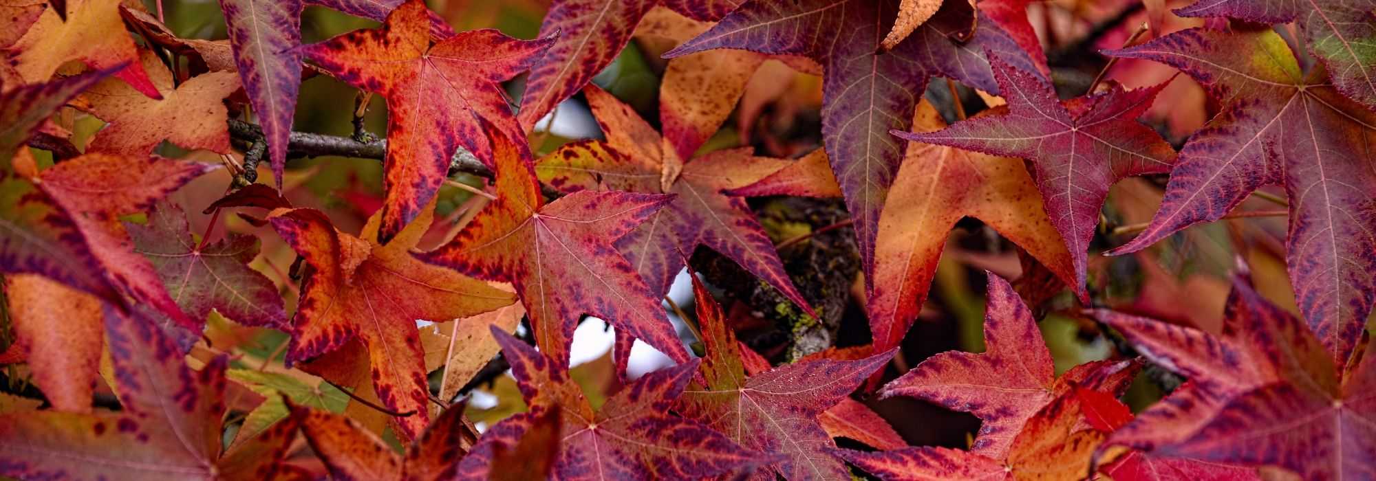 Liquidambar, American sweetgum: planting, pruning, care