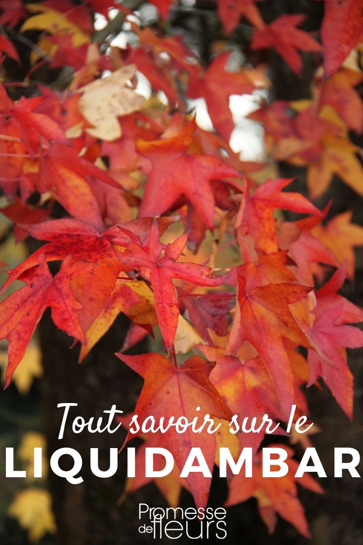 American Sweetgum: Everything You Need to Know

The American Sweetgum, scientifically known as Liquidambar styraciflua, is a magnificent tree known for its star-shaped, palmate leaves and its stunning autumnal colours. This tree is not only a visual delight but also offers various benefits and uses in landscaping.

### Characteristics of the American Sweetgum

The American Sweetgum can reach impressive heights, typically growing up to 20-30 meters tall. Its distinctive leaves, which turn vibrant shades of red, orange, and purple in the fall, make it a popular choice for ornamental purposes. The tree is also known for its spiky fruit, which are globular clusters of capsules containing seeds.

### Planting and Care

To thrive, the American Sweetgum requires a spot with full sun and well-drained soil. It is relatively adaptable to different soil types, though it prefers slightly acidic conditions. When planting, ensure ample space for its roots to expand and avoid areas where the spiky fruits might be a nuisance, such as walkways or driveways.

Watering should be consistent during the tree’s early years, supporting its growth and establishment. Once mature, the Sweetgum is quite drought-tolerant, though occasional watering during prolonged dry spells can help maintain its health and vibrancy.

### Uses in Landscaping

The American Sweetgum is an excellent choice for large gardens and public spaces due to its size and ornamental value. Its tall stature and broad canopy provide ample shade, making it ideal for parks and large backyards. Additionally, its colourful foliage makes it a focal point in any landscape design, particularly in autumn.

### Conclusion

The American Sweetgum is a tree that combines beauty with utility. Its palmate leaves and autumn colours add aesthetic value, while its size and shape provide functional benefits in landscape design. With proper care and placement, this tree can be a standout feature in any garden or public space.