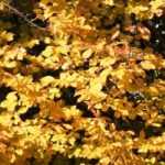 Parrotia persica, Iron Tree: planting, pruning and care