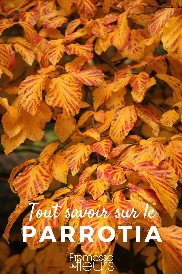 Iron Tree: Everything You Need to Know