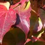 Climbing plants with autumn interest: the best varieties