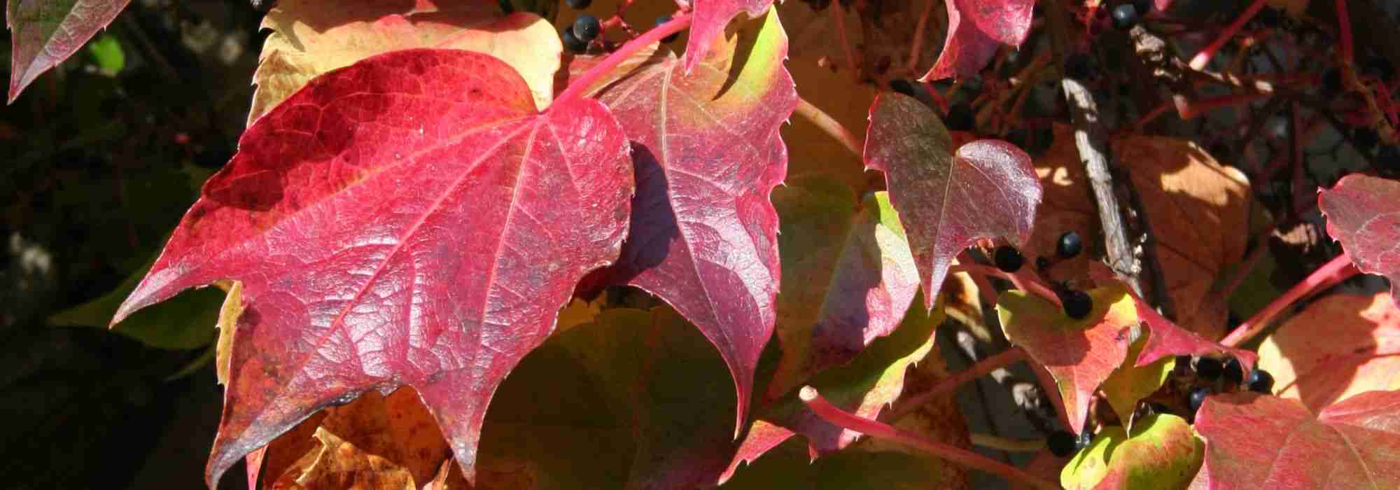 Climbing plants with autumn interest: the best varieties