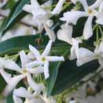 10 climbing plants for full sun