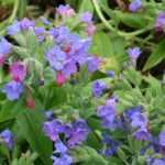 Lungwort, Pulmonaria: planting, care