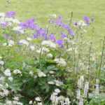7 low‑maintenance border plants, hardy and charming