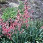 Beschorneria: planting and care