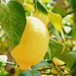 Potted lemon tree: to grow and care for