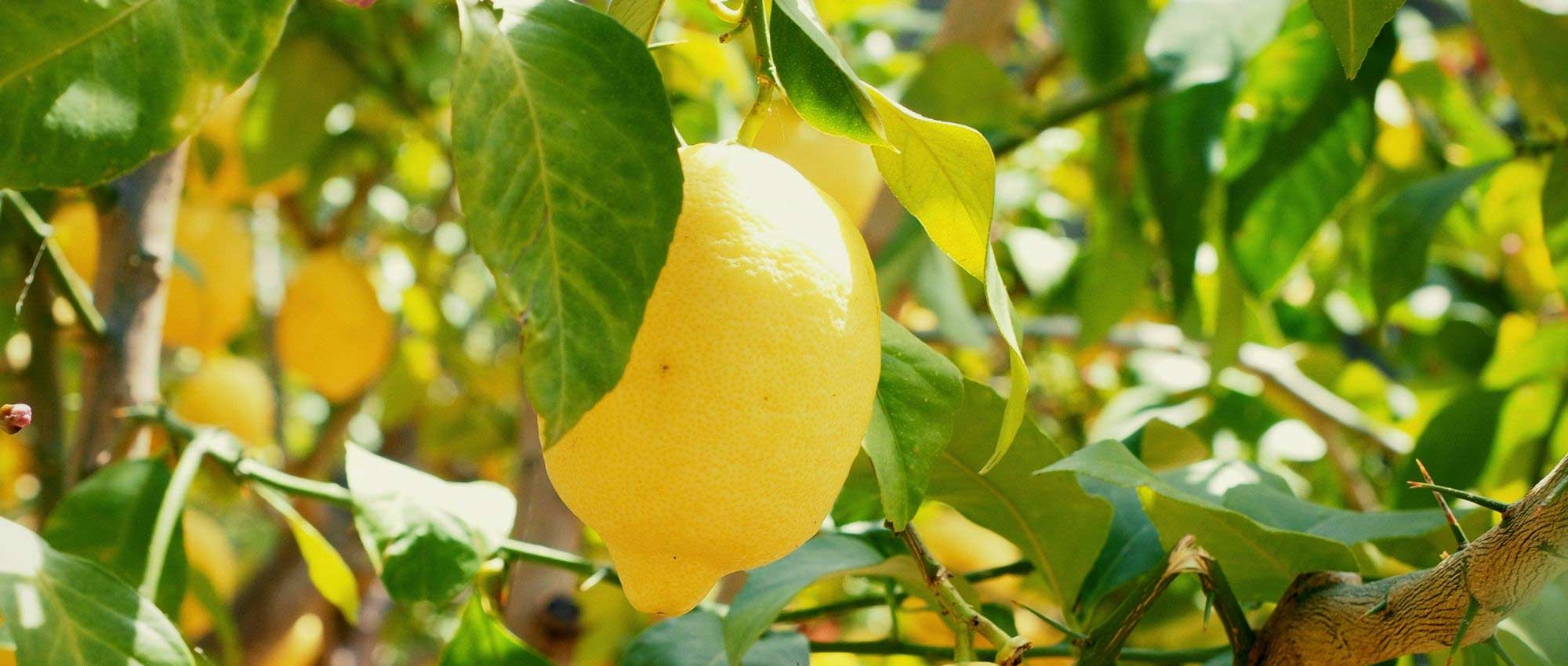 Potted lemon tree: to grow and care for