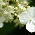 White hydrangeas: best varieties