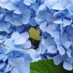 Blue hydrangeas: the best varieties