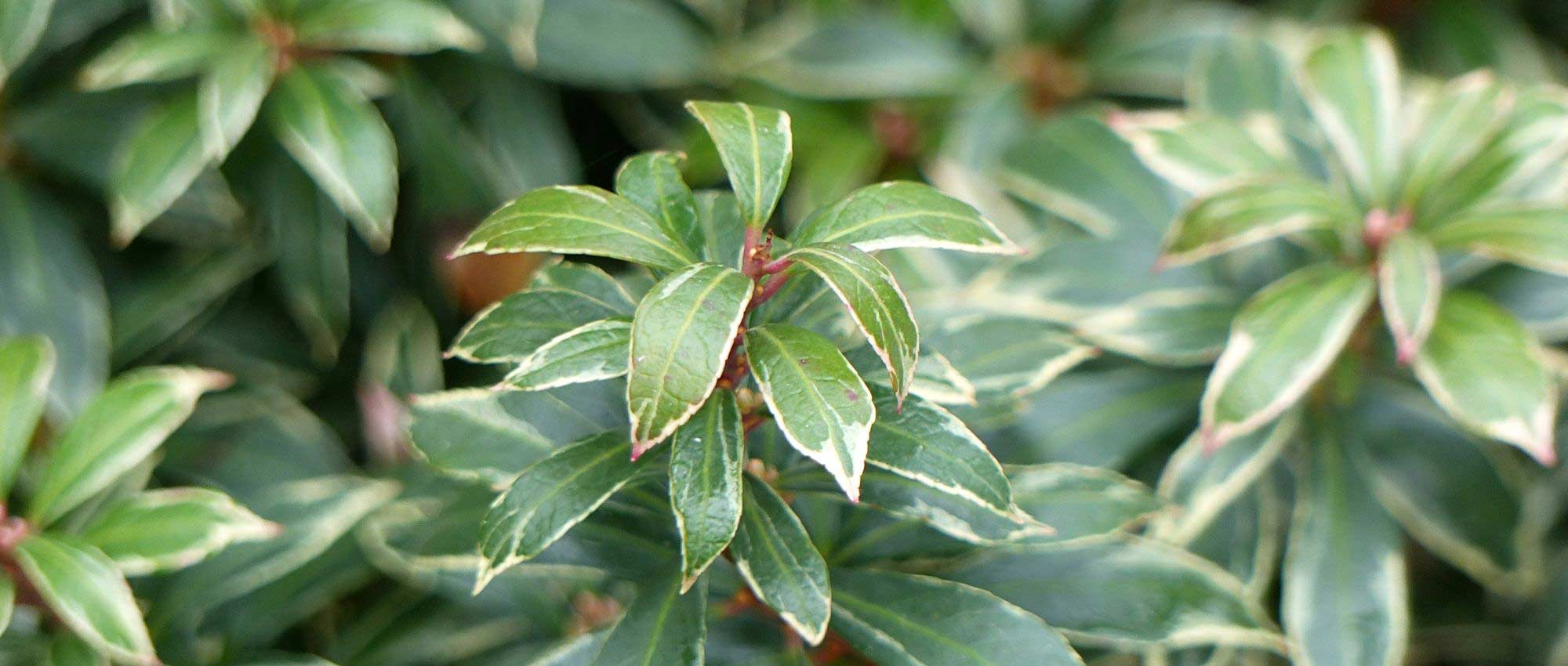 Pieris japonica: 5 ideas for successful combinations