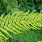 Polystichum: planting, cultivation and care