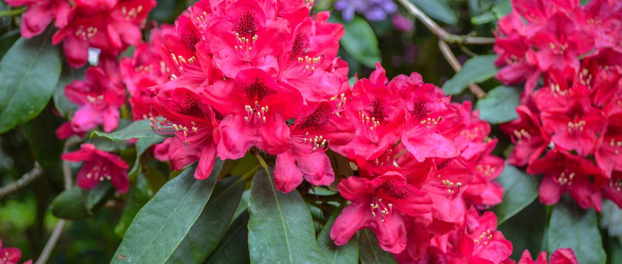 Rhododendrons: how to grow them in pots?
