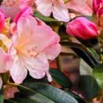 Rhododendrons: best varieties