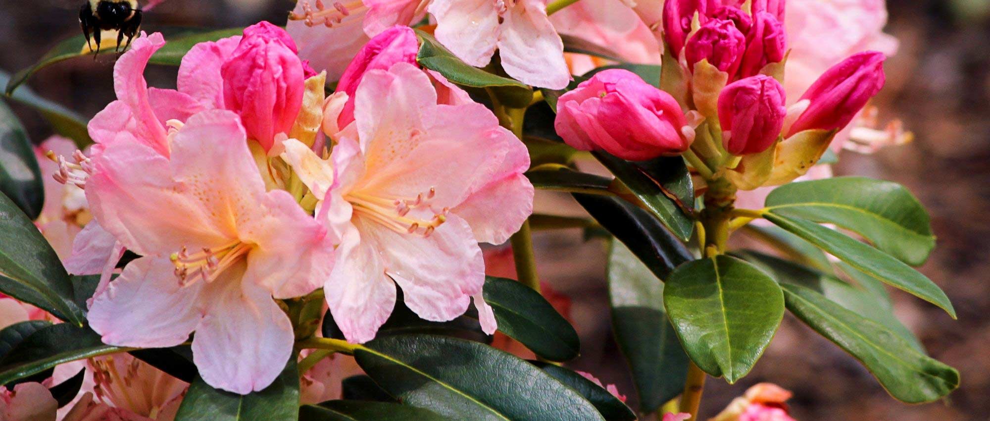 Rhododendrons: best varieties