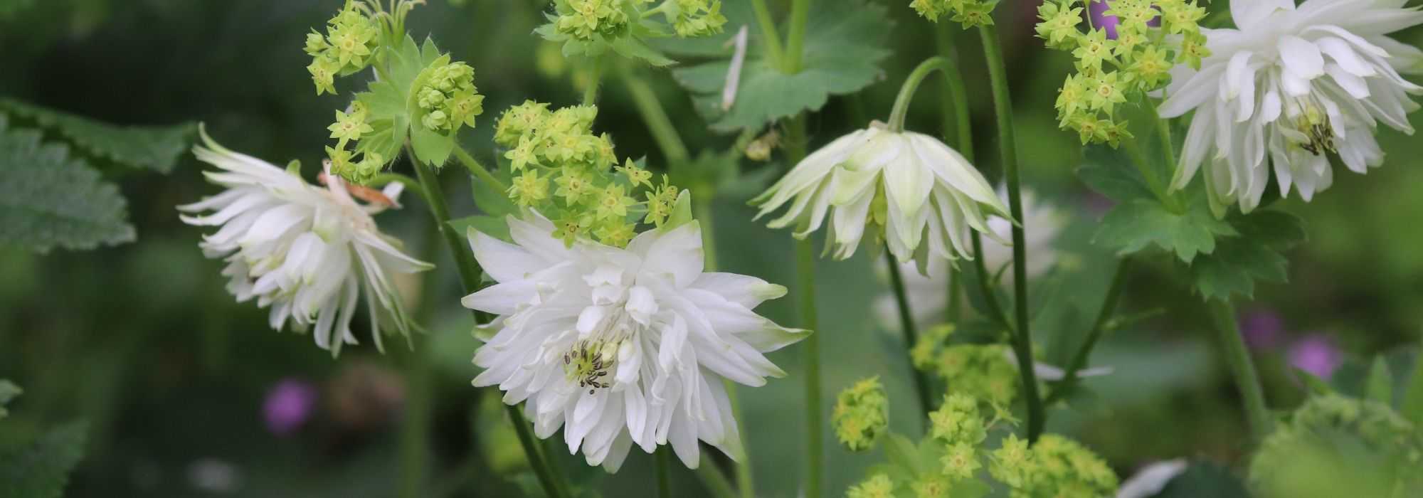 Columbine: 5 ideas for successful plant combinations