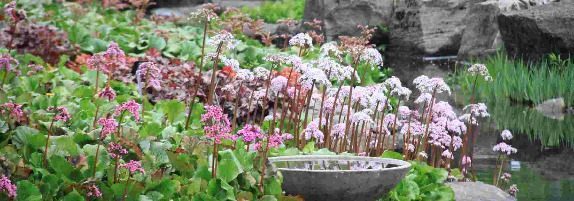 Bergenia: 5 ideas to combine it with other plants in the garden