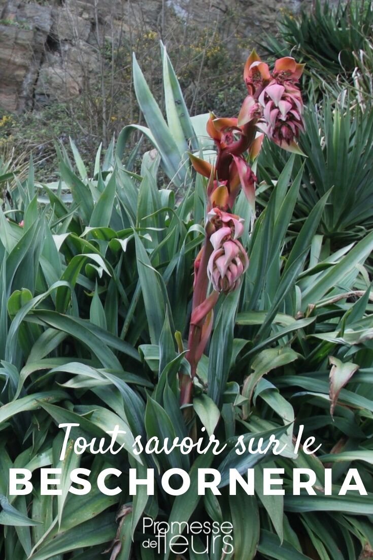 Beschorneria, Mexican lily