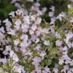 Calament, Calamintha: planting, care and harvesting