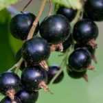 Blackcurrant: planting, pruning and care
