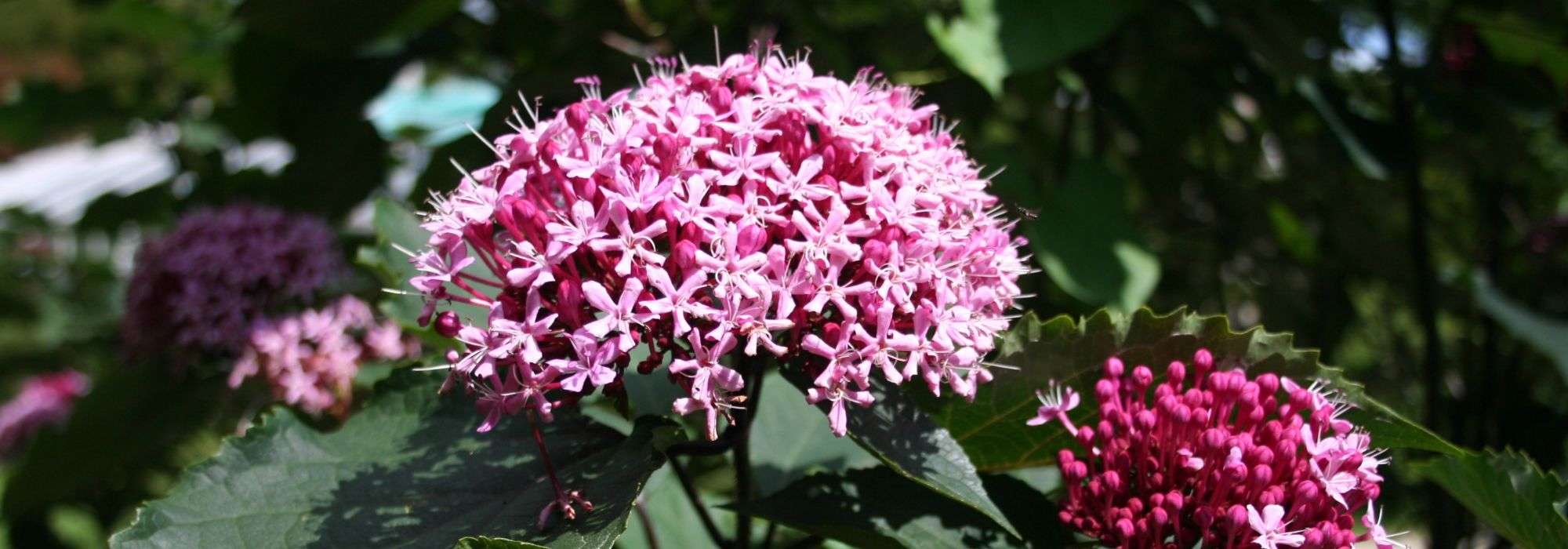 Clerodendron, glorybower: planting, pruning and care