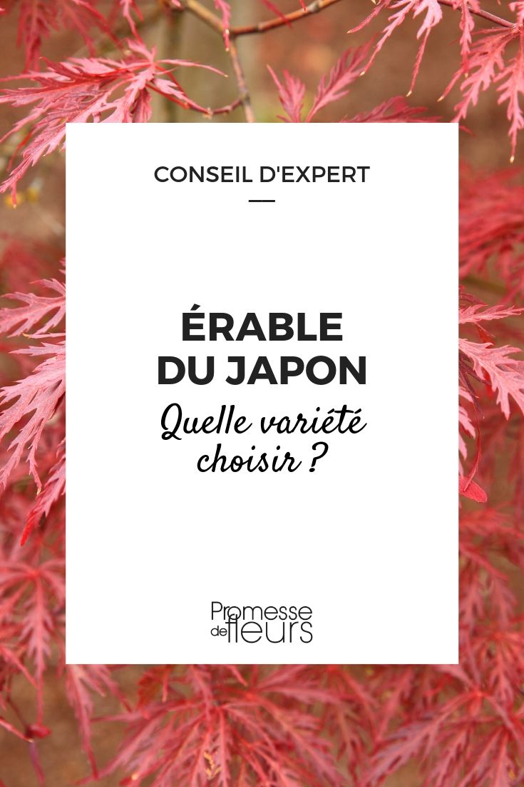 Japanese Maple: A Guide to Making the Right Choice
