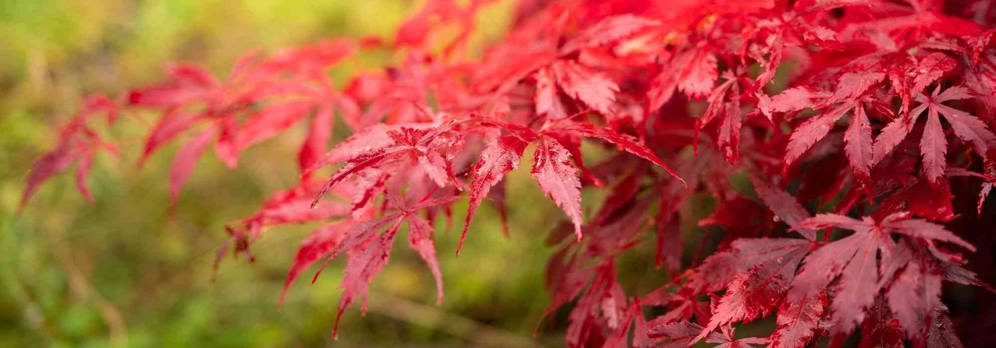 Japanese maples in pots: selection, planting and care