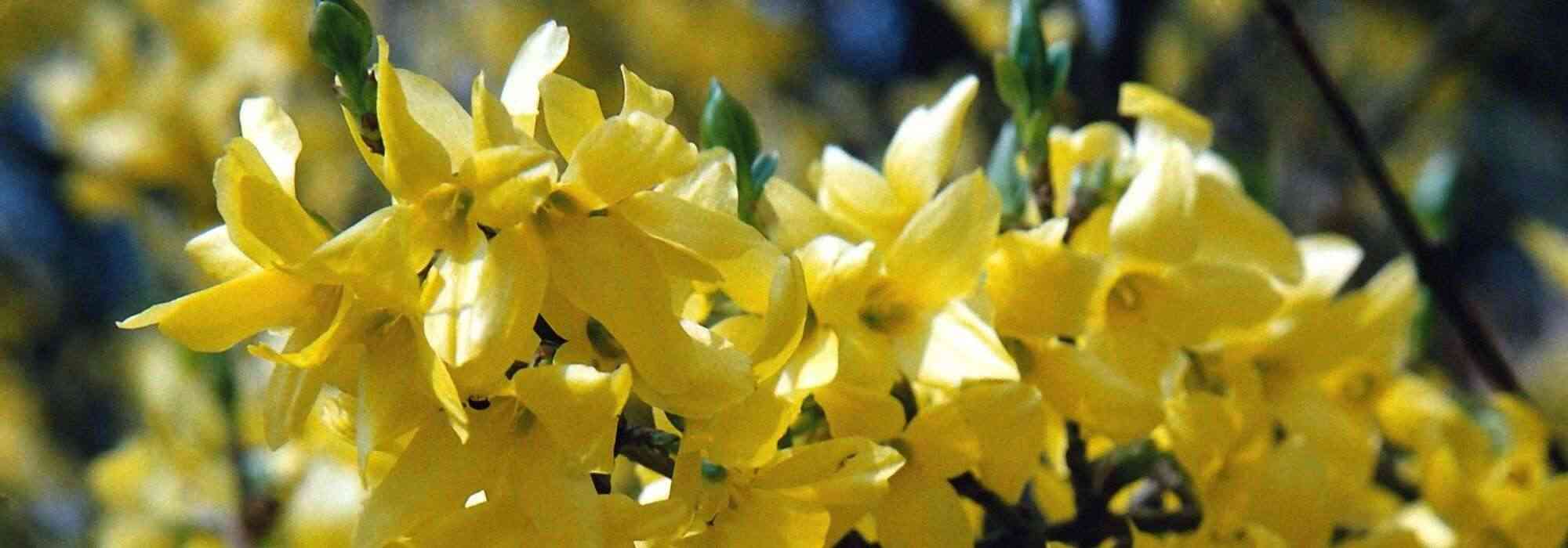 Forsythia: 7 ideas for garden combinations