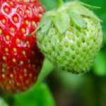 Strawberries: planting, growing and care