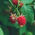Raspberries: planting, pruning and care