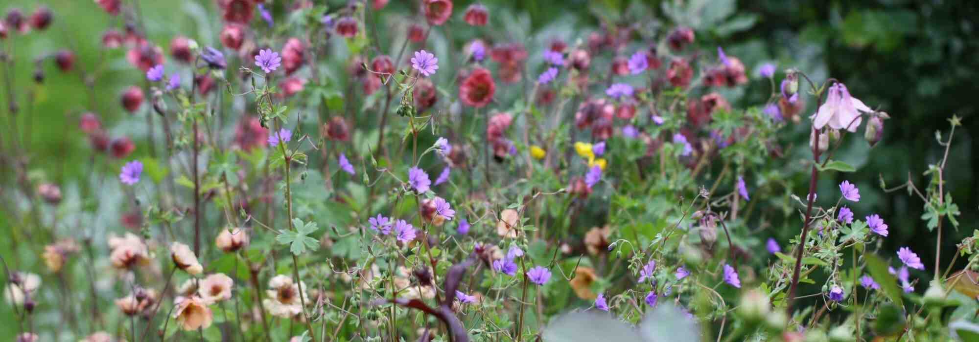 Geum, avens: 5 ideas for successful combinations