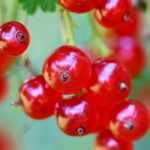 Currant bush: planting, pruning and care