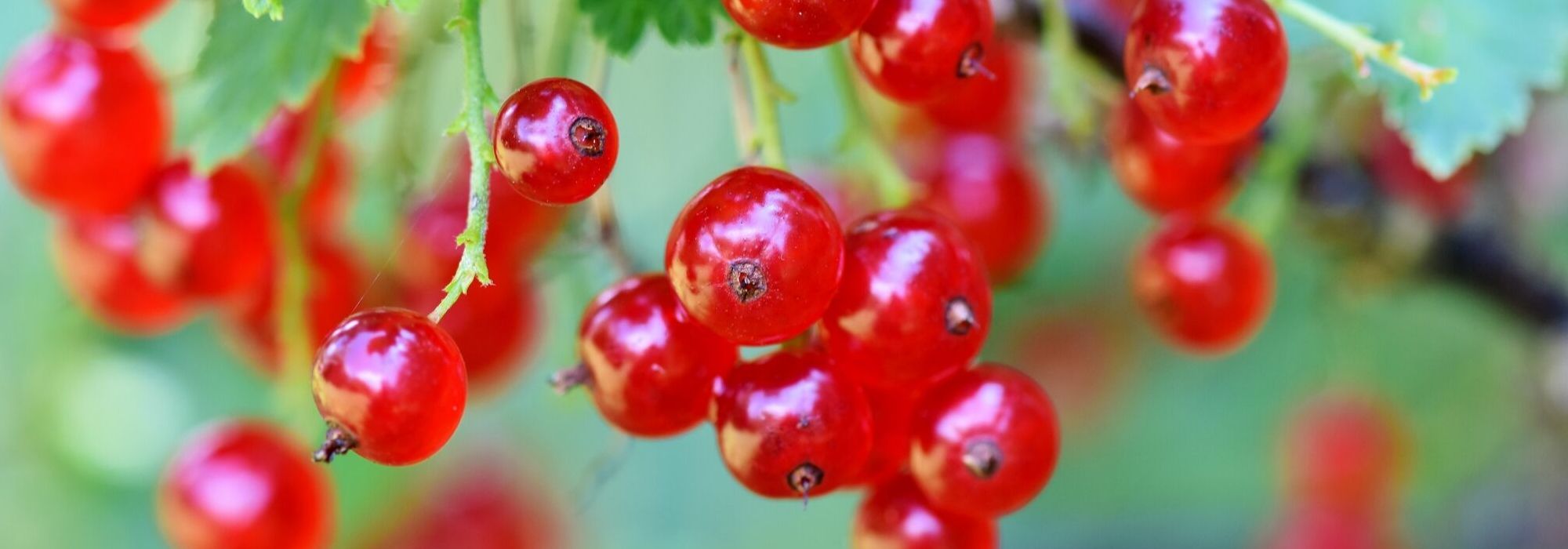 Currant bush: planting, pruning and care