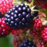 Mulberry, bramble: planting, pruning and care