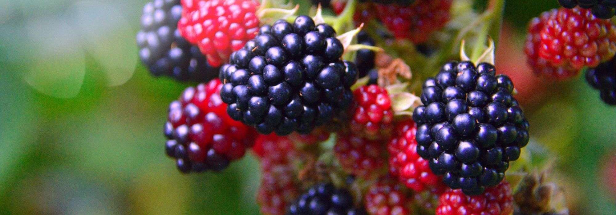 Mulberry, bramble: planting, pruning and care