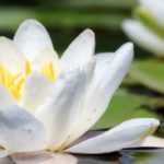 Nymphea, water lily: planting and care
