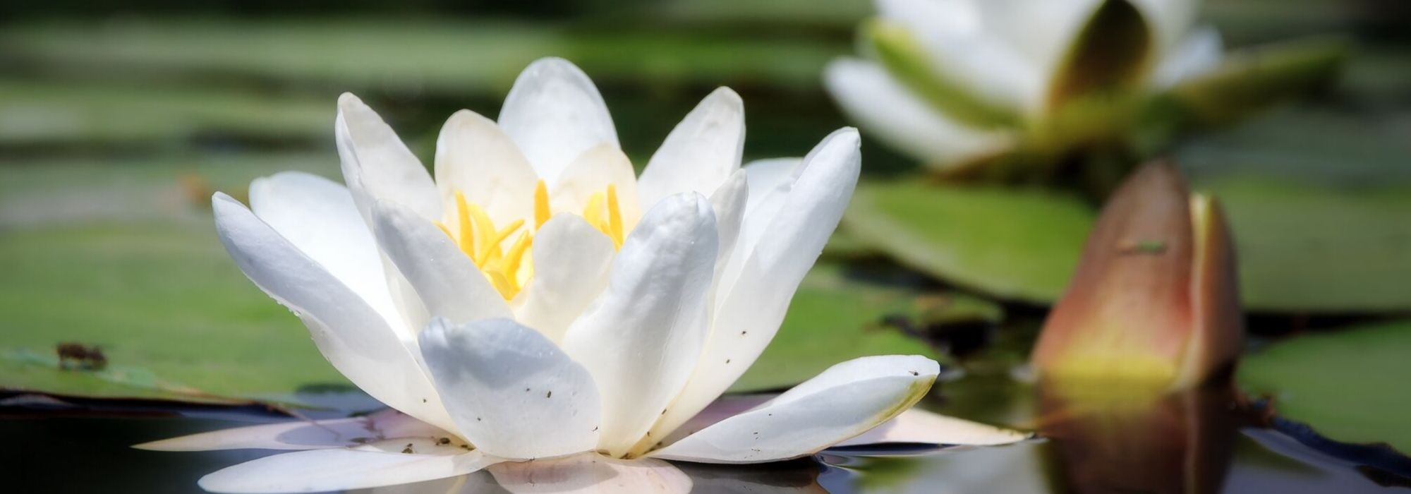 Nymphea, water lily: planting and care