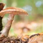 Armillaria or honey fungus: recognise and control this tree fungus