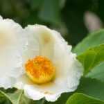 Stewartia pseudocamellia, False camellia: planting, pruning, care