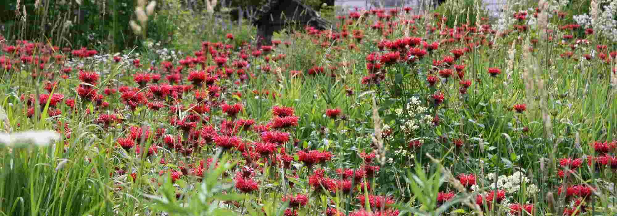 10 perennials with red flowers every garden should have