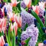 Spring bulbs: tips and advice for planting your collections