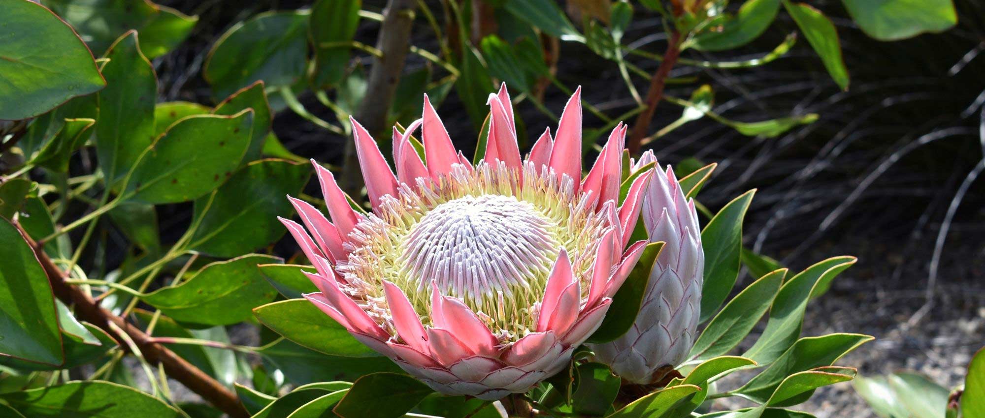 Proteas: planting, growing and care