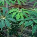 Outdoor Schefflera: planting, growing and care