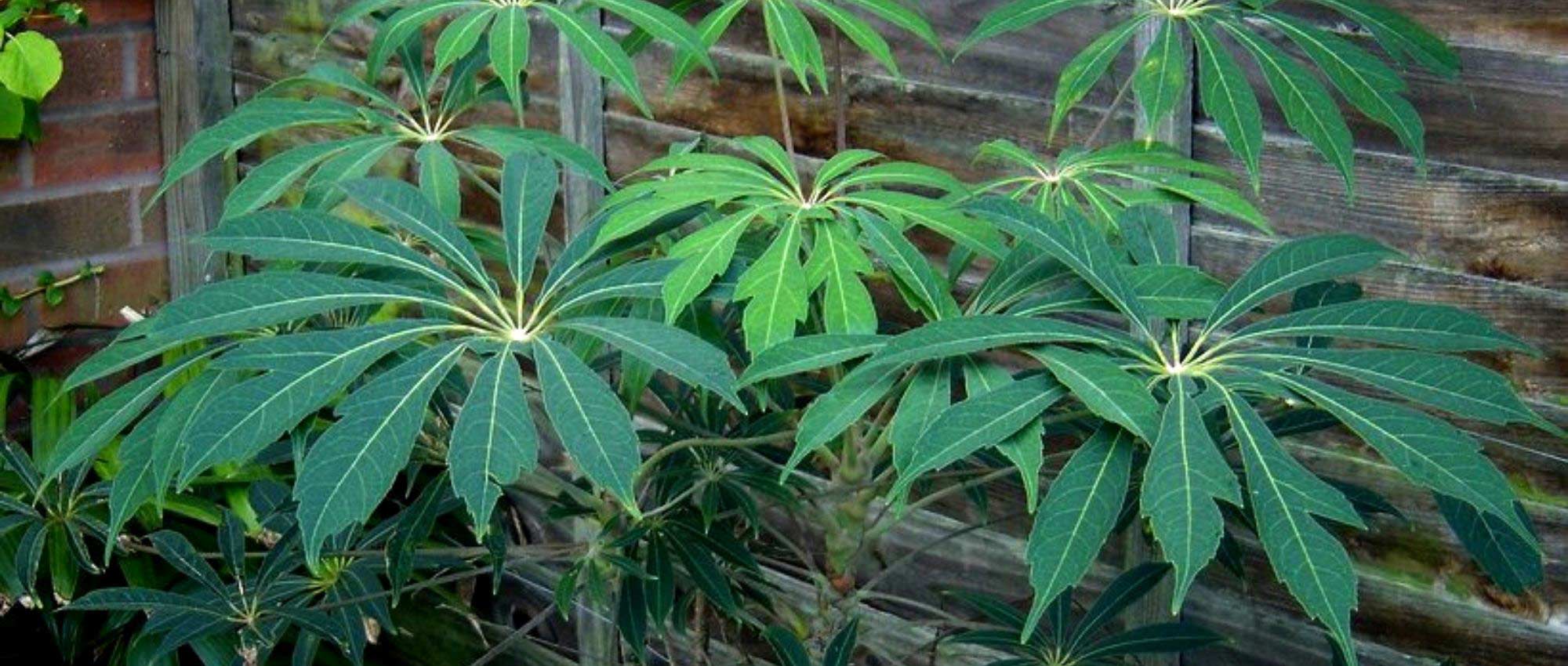 Outdoor Schefflera: planting, growing and care