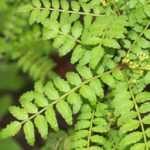 Sichuan pepper, Zanthoxylum: planting, growing and harvest