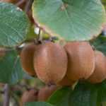 Actinidia, kiwi tree: planting, pruning, harvesting