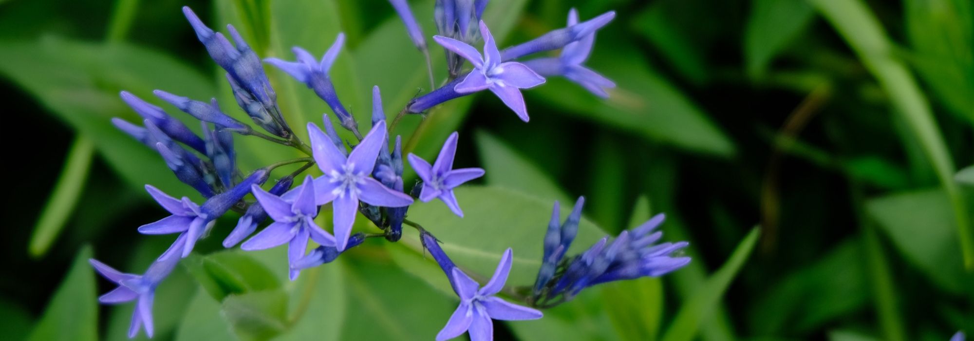 Amsonia, blue star: planting and care
