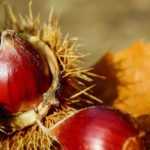 Chestnut tree: planting, pruning and care
