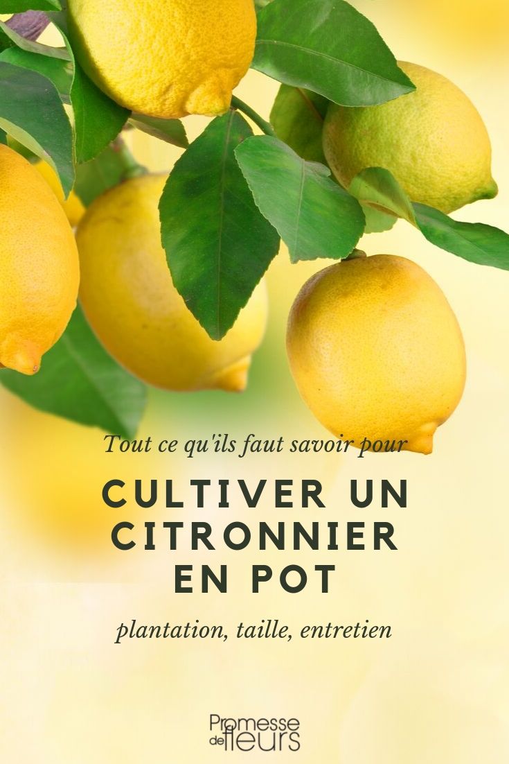 Potted Lemon Tree: Cultivation, Care